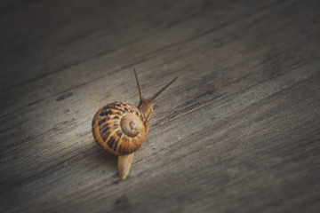Snail on a walk