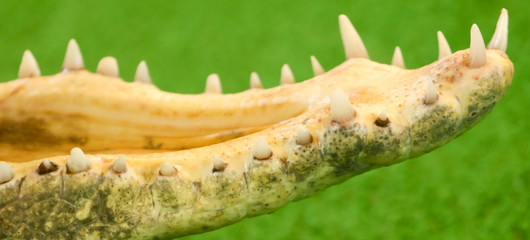 Fototapeta premium Teeth in the mouth of a crocodile