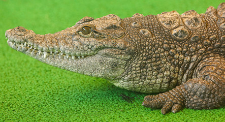 Portrait of a crocodile on a green background