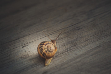 Snail on a walk