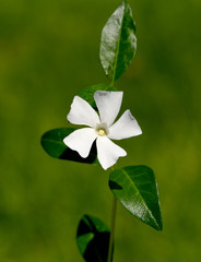 Kleines, Immergruen, Vinca, minor