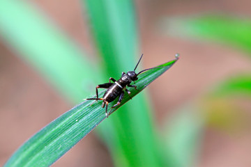 cricket larvae on plant