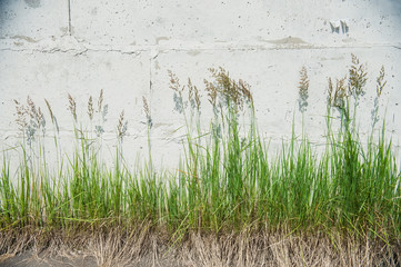 Obraz na płótnie Canvas Green grass with white wall