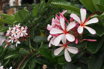 Temple tree flowers, Apocynaceae Frangipani or Plumeria 