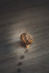 Snail on a walk