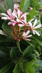 Temple tree flowers, Apocynaceae Frangipani or Plumeria 