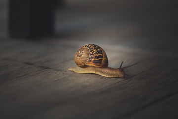 Snail on a walk
