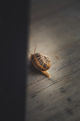 Snail on a walk