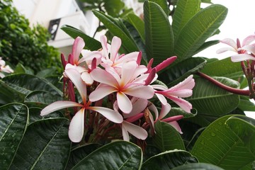 Temple tree flowers, Apocynaceae Frangipani or Plumeria 