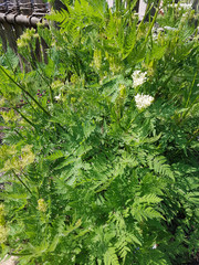 Suessdolde, Myrrhenkerbel, Myrrhis, odorata