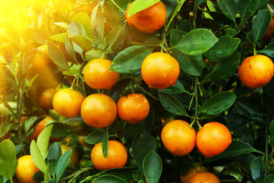 Kumquat fruits tree close up with sunlight rays