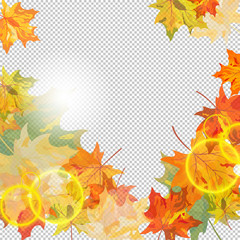 Autumn maple