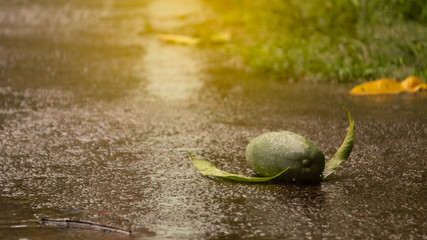 Green mangoes that fall from the beginning of the rainy day