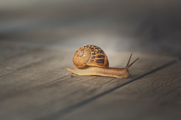 Snail on a walk