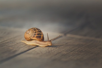 Snail on a walk