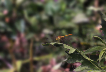  dragonfly flies up from the bush to the sky