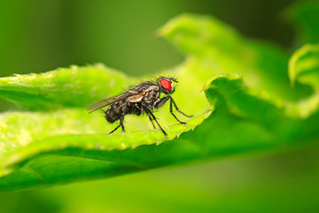 Tachinidae on plant