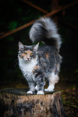 Naklejka na ściany i meble A playful blue patched color Maincoon cat posting tail up on a wooden log in a dark garden outdoor and looking at the front. Gray white and orange color cat out door.