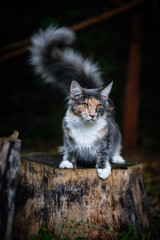 Fototapeta na wymiar A playful blue patched color Maincoon cat posting tail up on a wooden log in a dark garden outdoor and looking at the front. Gray white and orange color cat out door.