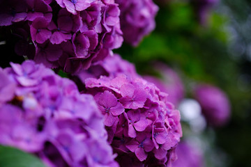 紫陽花　あじさい