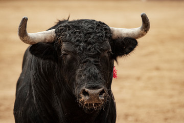 Toro en la plaza sobre el albero durante la corrida