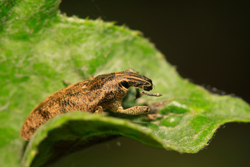 weevil on plant