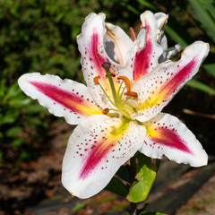 Asian Lily, Lilium asiatic