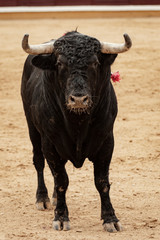 Primer plano vertical de toro en la plaza sobre el albero durante la corrida