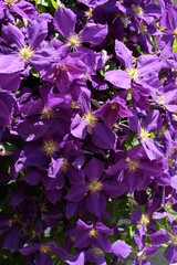Blooming clematis with flowers of abundant color with lilacs.