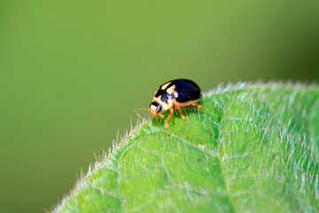 Propylaea japonica on plant