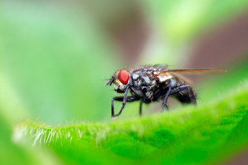 Tachinidae on plant