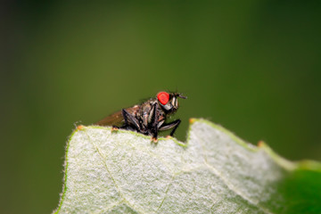 Tachinidae on plant