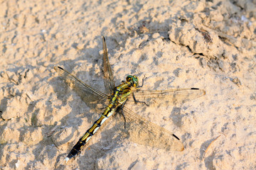 Dragonfly on plant