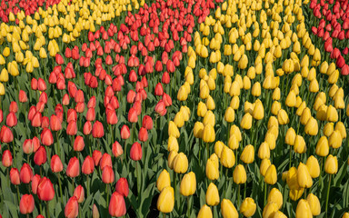 Tulip, Tulipa