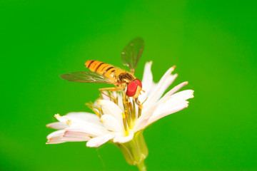 Syrphidae on plant