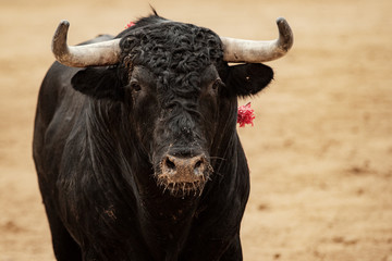 Toro en la plaza sobre el albero durante la corrida