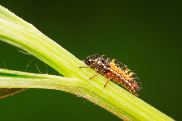 Harmonia axyridis on plant