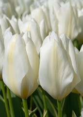 Tulip, Tulipa