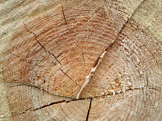 Fototapeta premium Background of sawn log with annual rings