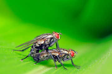 Tachinidae on plant