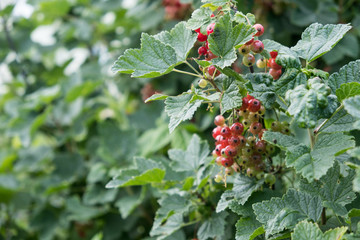 Fototapeta premium Red currant berries on the branch. Garden, summer, evening.