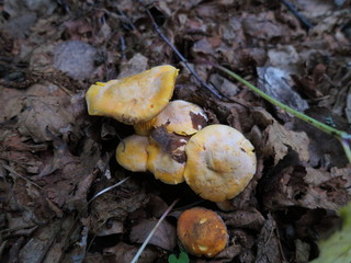 Chanterelle mushrooms growing in the leaves of the forest