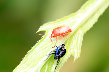 Zicrona caerulea on plant