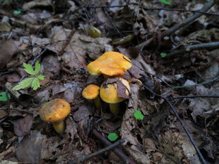 Mushrooms chanterelles covered with mold