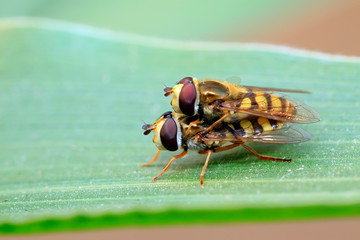 Syrphidae on plant