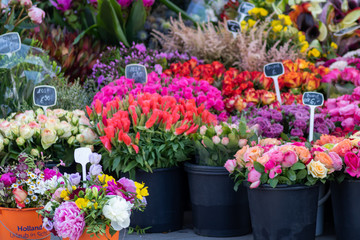 Blumenvielfalt auf dem Wochenmarkt am Marktplatz zeigt die Schönheit der Blumen und Blüten, die man kaufen und verkaufen kann