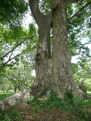 A large tree with roots covering the ground, a large tree in the garden