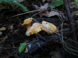 Mushrooms chanterelles covered with mold