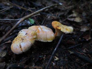 Chanterelle mushrooms growing in the leaves of the forest