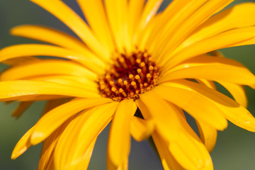 Bezaubernd schöne Blüten zeigen die Schönheit von Frühling und Sommer im Detail durch close up...